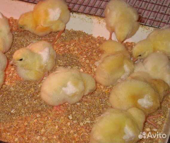 Цыплята бройлеры