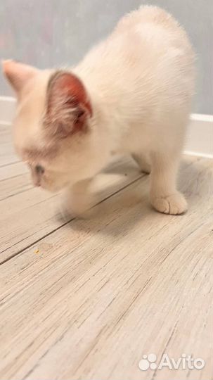 Кошечка,отдаю в хорошие руки