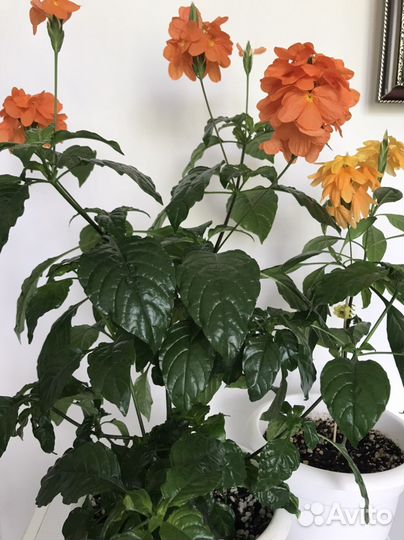 Кроссандра,Фиалка,Бегония,Аглаонема