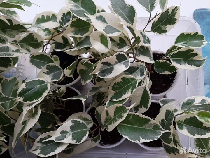 Фикус бенджамина пестролистный