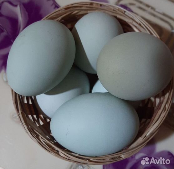 Домашние куриные яйца