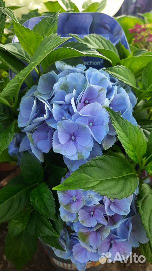 Гортензии,пионы,многолетние цветы,кустарники