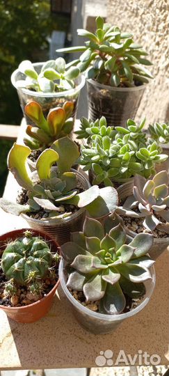 Суккуленты