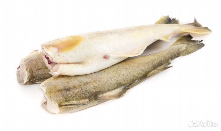 Навага б/г крупная (доставка)