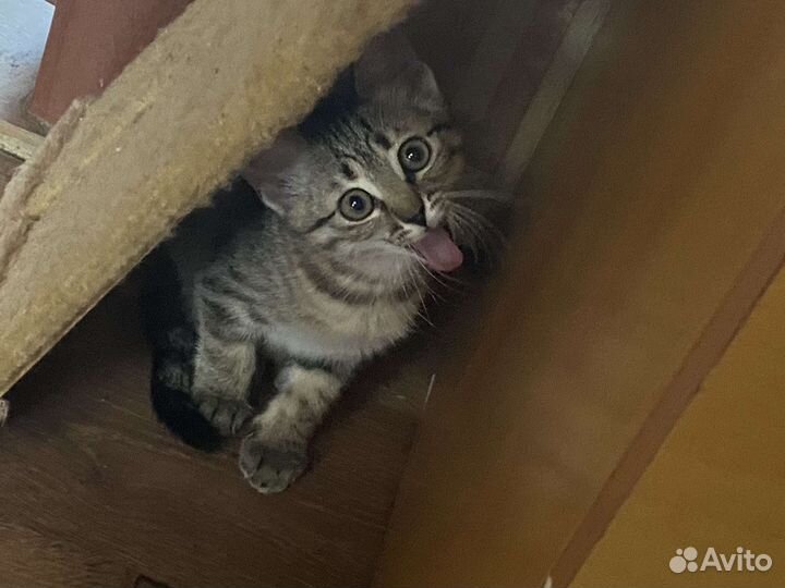 Молодая кошечка в добрые руки