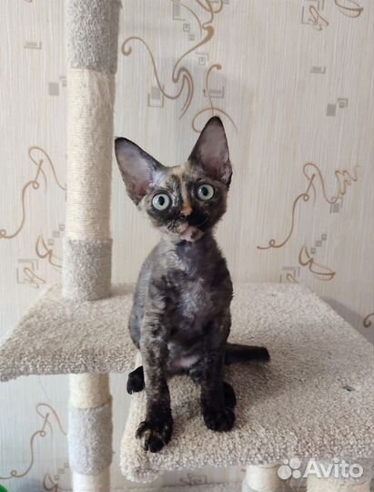 Девон-рекс кошечка