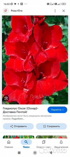 Гладиолусы луковицы