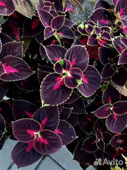 Колеусы сортовые