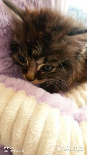 Котята от кошки крысоловки