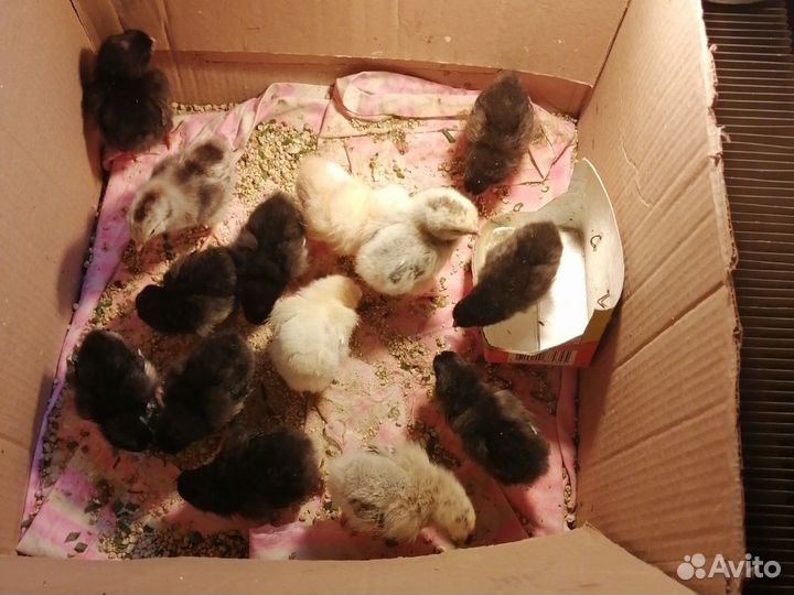 Инкубационные яйца, цыплята, молодки