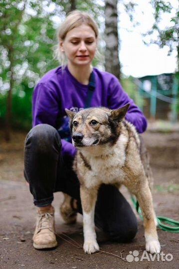 Собака из приюта бесплатно