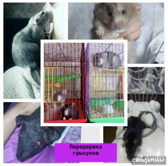 Передержка животных