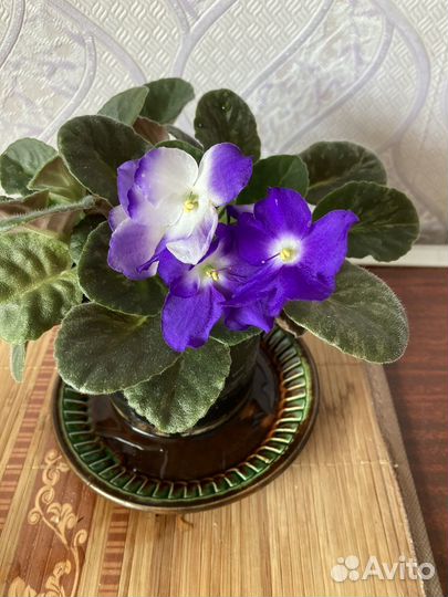 Фиалки цветущие в горшке