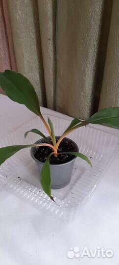 Хлорофитум оранж