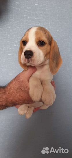 Щенки бигль