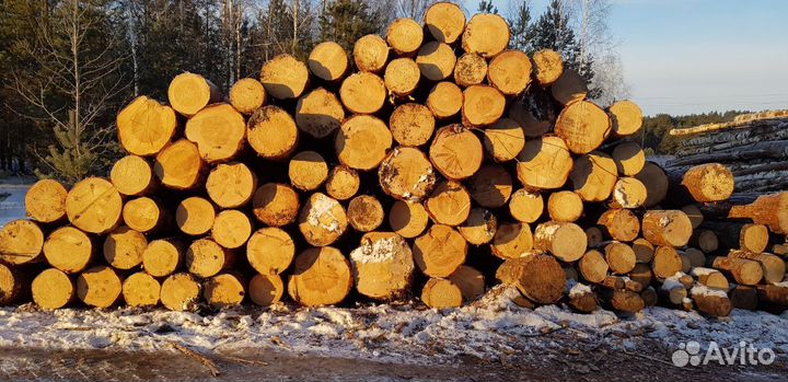 Лес кругляк