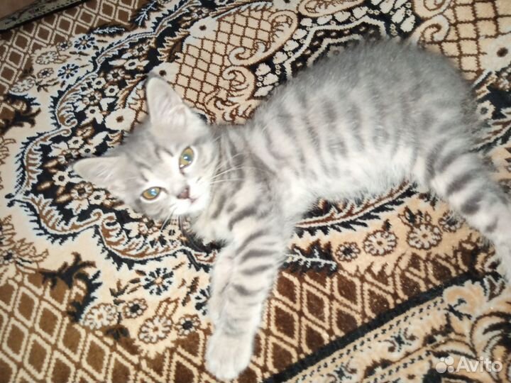 Кошечка в добрые руки