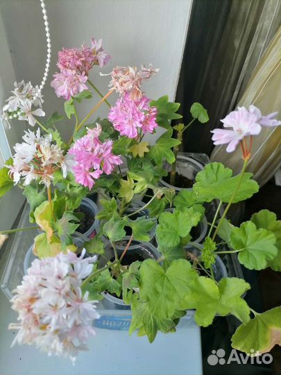 Пеларгония герань сортовая