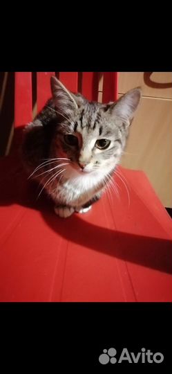 Котята в добрые руки бесплатно