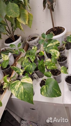 Сциндапсус, эпипремнум гигант