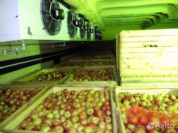 Холодильная камера для овощей -5/5 Вналичии