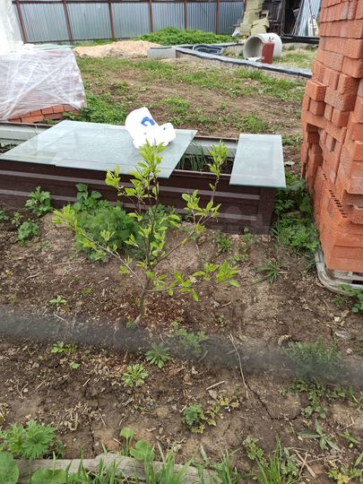 Участок 6 сот. (ИЖС)