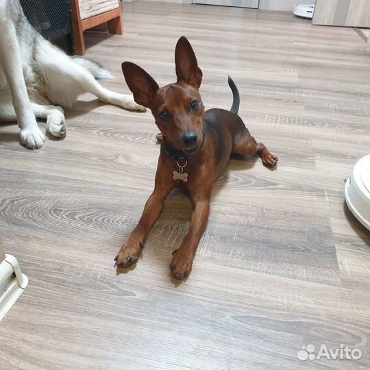 Передержка собак в частном доме. Свободный выгул