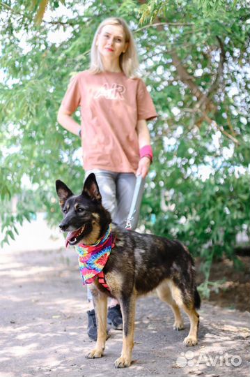 Спасите собаку из приюта