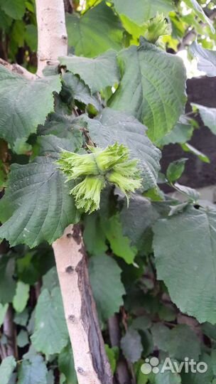 Саженцы туи и лесного ореха