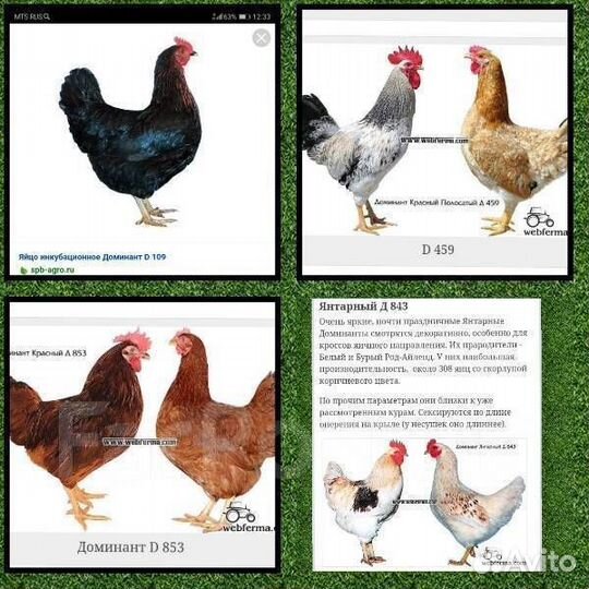 В продаже молодки