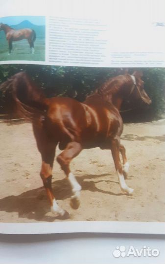 Подарочная книга о лошадях