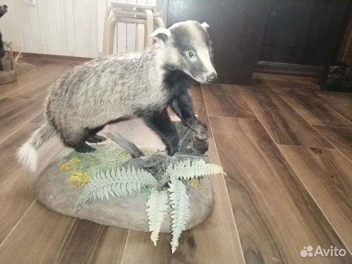 Продам чучело барсука