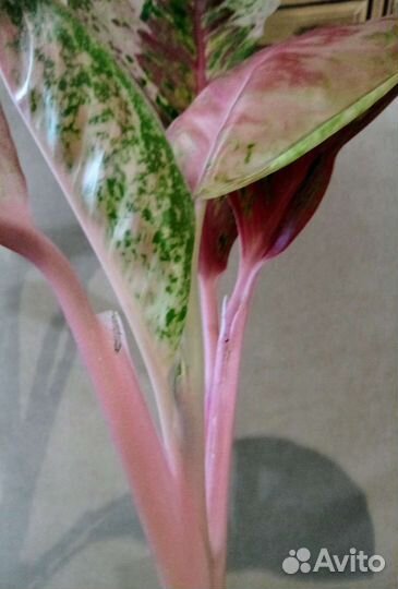 Аглаонема 10 карат (Паинтед Селебрейшн)