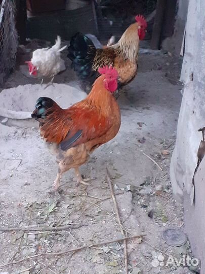 Петухи домашние