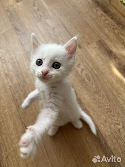 Красивый беленький малыш