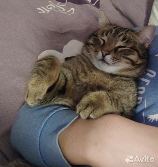 Отдам кота в добрые руки