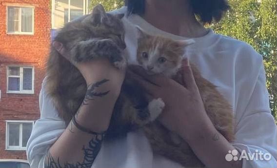Котята отдам в добрые руки бесплатно