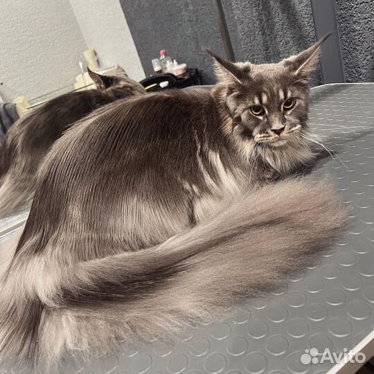 Стрижка кошек и собак, качественный груминг