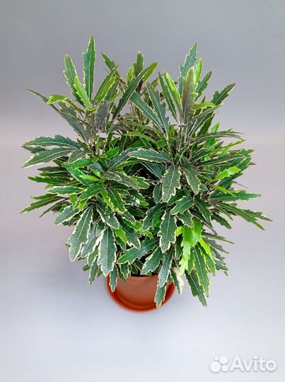 Дизиготека Bianca