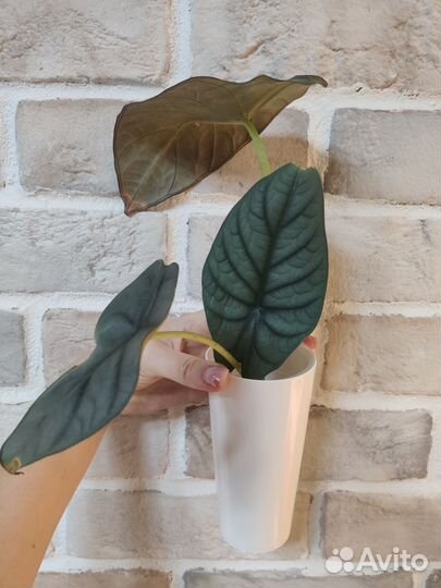 Разные растения