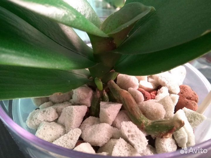 Пеностекло для орхидей, 2 л