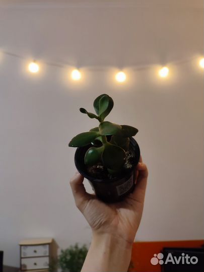 Толстянка (крассула)