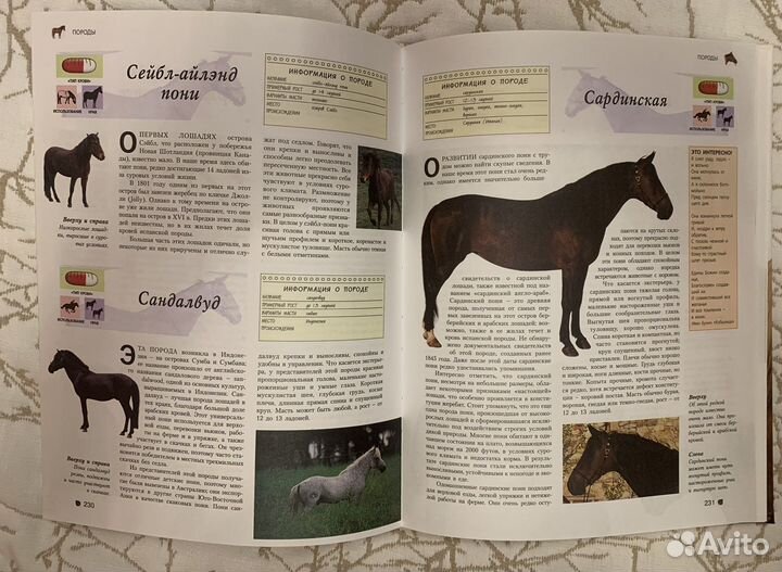 Книга о лошадях и пони