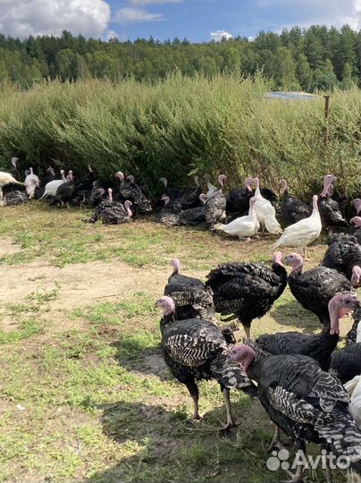 Индейка конвектор