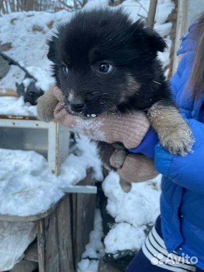 Щенок в добрые руки