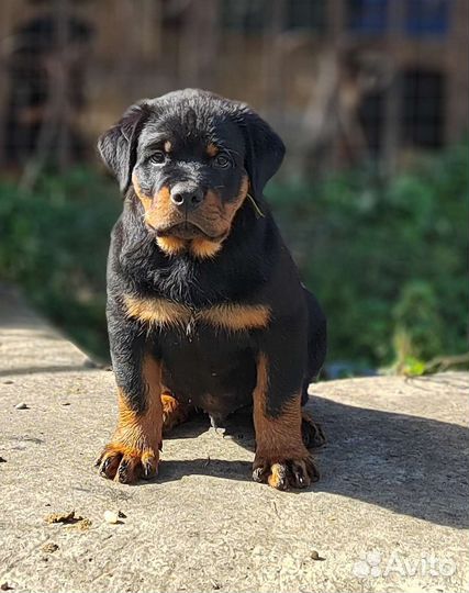 Ротвейлер друг и охранник