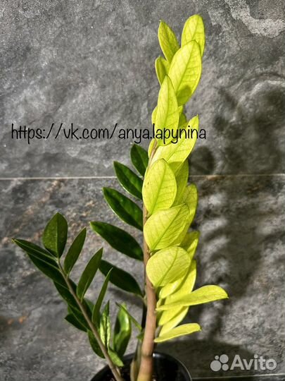 Замиокулькас Акебоно