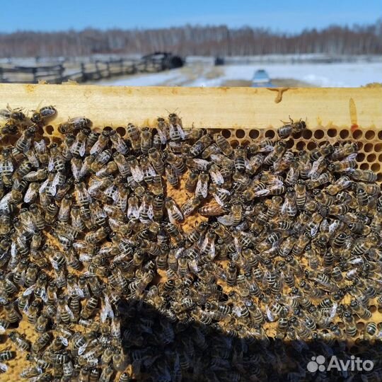 Пчелосемьи