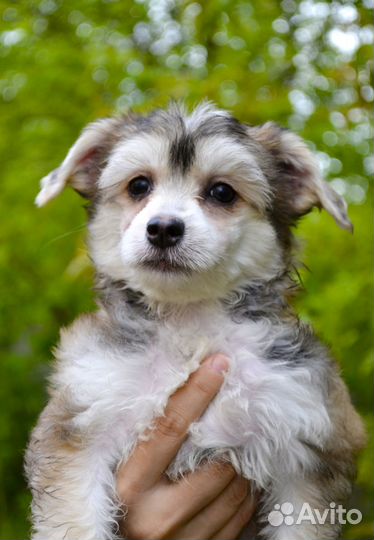 Малыши китайчики