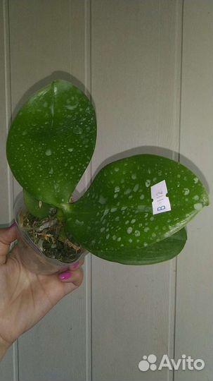 Орхидея Sogo Pony